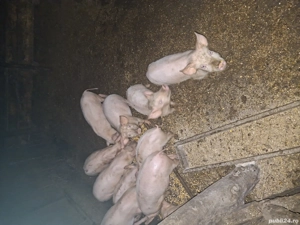 Vand pisici de rasa - imagine 4