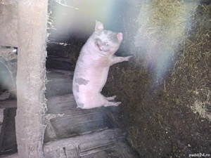 Vand pisici de rasa - imagine 2