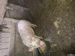 Vand pisici de rasa - imagine 3