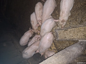 Vand pisici de rasa - imagine 5