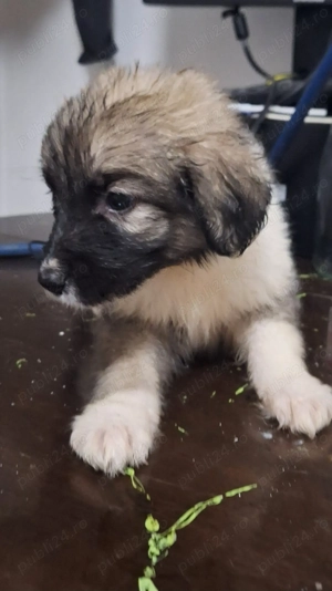 Cățelușă pentru adopție  - imagine 3