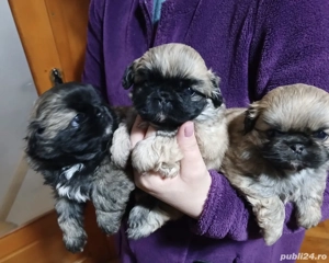 pui pekingnesse imperial 6 săptămâni  - imagine 5