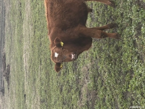 De vânzare tăuraș limousine 