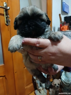 pui pekingnesse imperial 6 săptămâni  - imagine 2