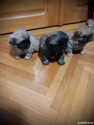 pui pekingnesse imperial 6 săptămâni  - imagine 4