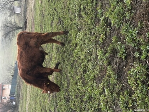 De vânzare tăuraș limousine  - imagine 2