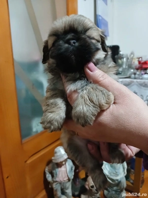 pui pekingnesse imperial 6 săptămâni 