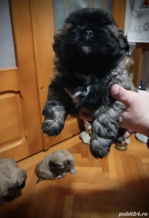 pui pekingnesse imperial 6 săptămâni  - imagine 3