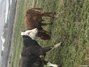 De vânzare tăuraș limousine  - imagine 3