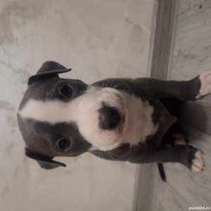 Pui Amstaff