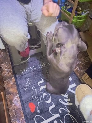 Bulldog francez mascul - imagine 2