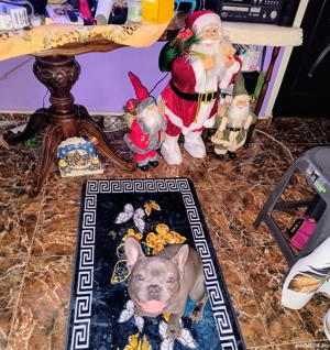 Bulldog francez mascul - imagine 4