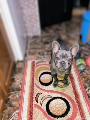 Bulldog francez mascul - imagine 5