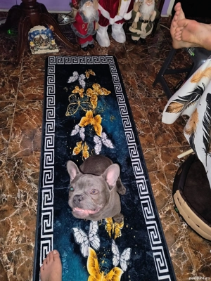 Bulldog francez mascul - imagine 3