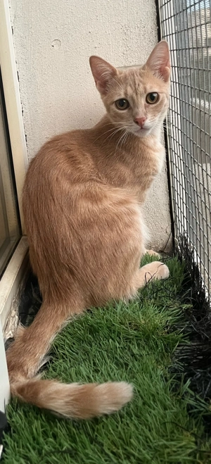 Pisicuta metis British Shorthair pui gratuit