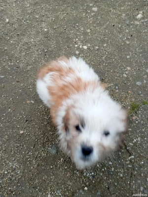bichon de vanzare - imagine 3