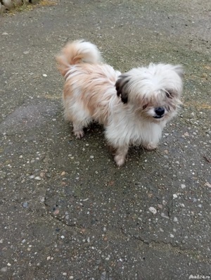 bichon de vanzare - imagine 4