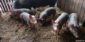 Vând purcei de 2,5 luni  - imagine 5