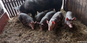 Vând purcei de 2,5 luni 