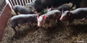 Vând purcei de 2,5 luni  - imagine 2