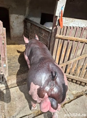 Vând purcei de 2,5 luni  - imagine 4