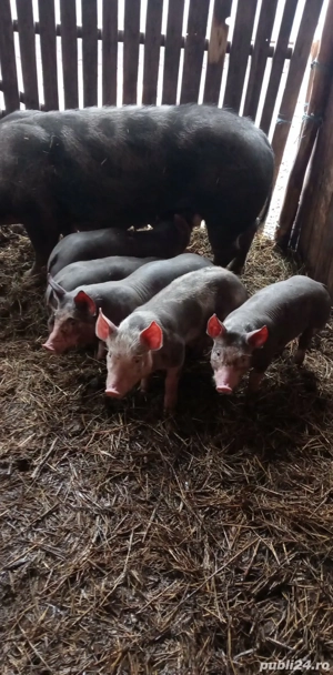 Vând purcei de 2,5 luni  - imagine 3