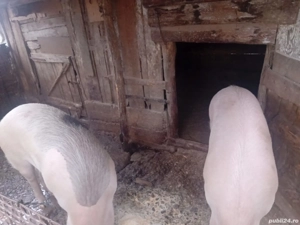 Vând pori pt sacrificat - imagine 4