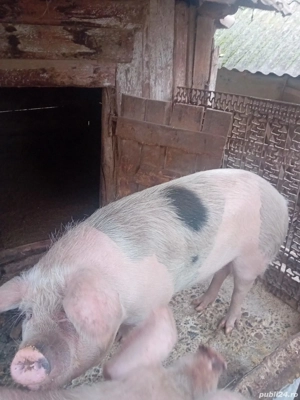 Vând pori pt sacrificat - imagine 3