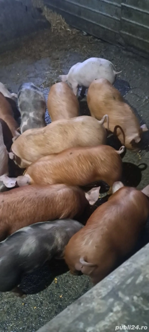 Purcei de vânzare 