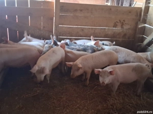 vând 17 soldani  40-55 kg (masculi castraţi)