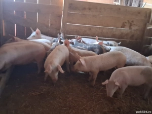 vând 17 soldani  40-55 kg (masculi castraţi) - imagine 2