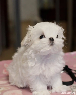 Vand pui bichon maltez