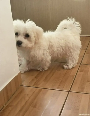 Bichon Maltez,fetiță - imagine 4