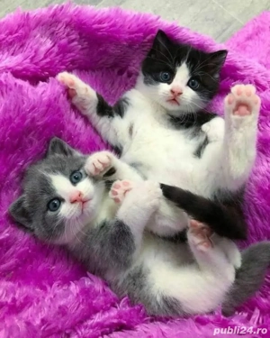 Siberiana de Padure  - imagine 3