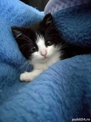 Siberiana de Padure  - imagine 2