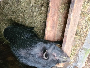 Porc Vietnamez Delicatesa