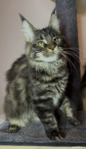 Maine Coon cu pedigree - imagine 2