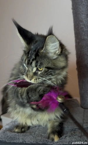 Maine Coon cu pedigree - imagine 3