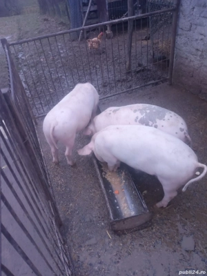Vânde porci pentru rotisor sau de tinut aproximativ 40 kg unu