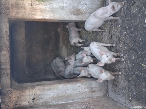 Vand purcei - imagine 2