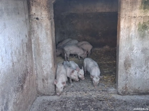 Vand purcei - imagine 3