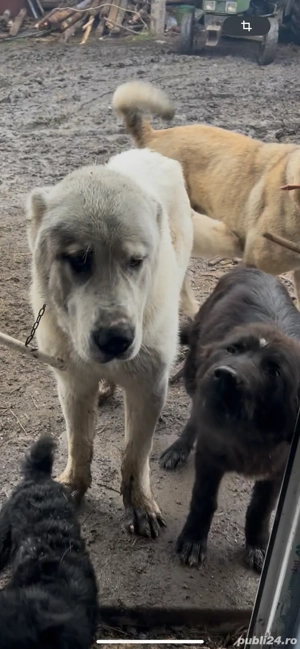 mascul Asia Centrala bun 