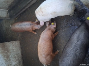 Vand soldani - imagine 2