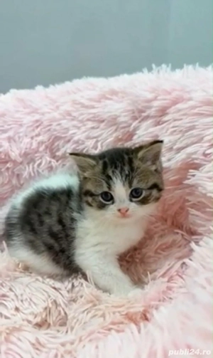 Siberian de Padure  - imagine 2