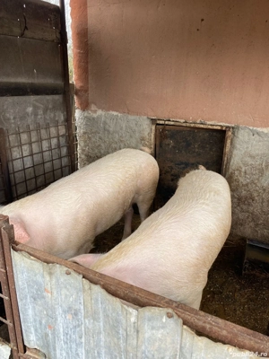 Vand ce se vede in imagine  - imagine 3