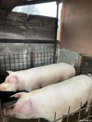 Vand ce se vede in imagine 