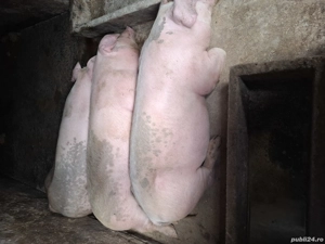 vînd porci - imagine 5
