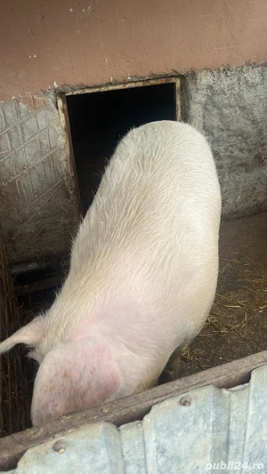 Vand ce se vede in imagine  - imagine 2