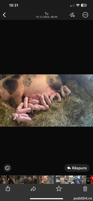 vand scroafa cu purcei