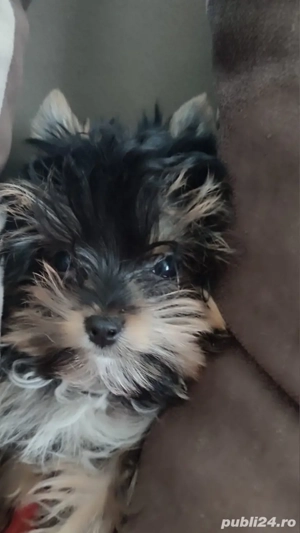 Fetita yorkshire terrier mini - imagine 3